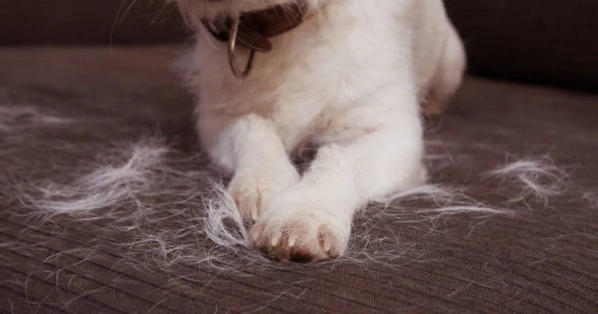 Comment-enlever-les-poils-de-chat-de-votre-maison-un-guide-de-nettoyage Housse De France