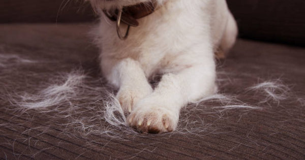 Comment enlever les poils de chat de votre maison : un guide de nettoyage - Housse De France