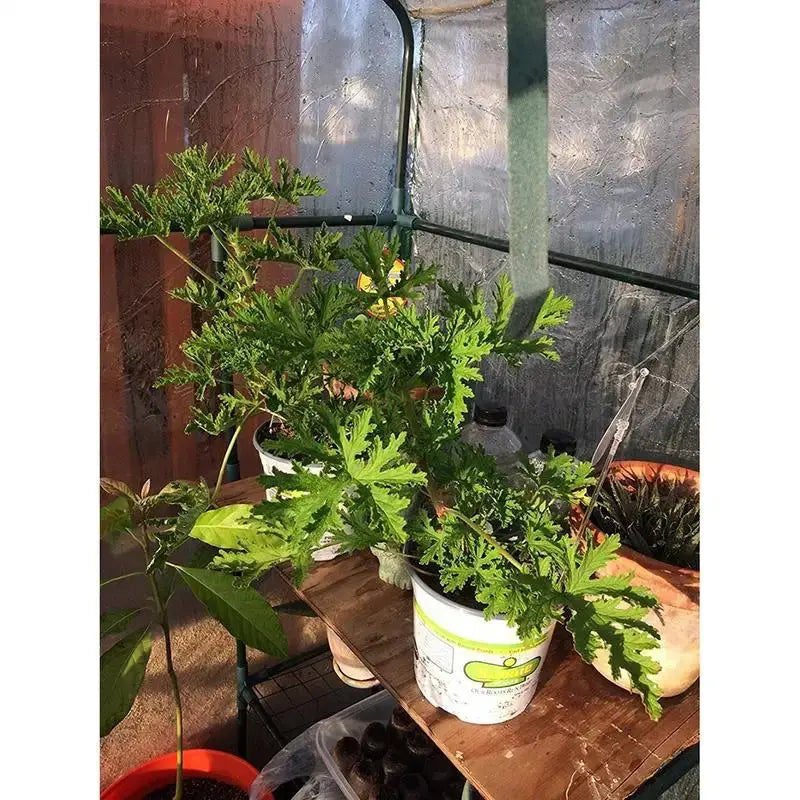 Serre à Plantes PVC Résistante GARDENIX Housse de France