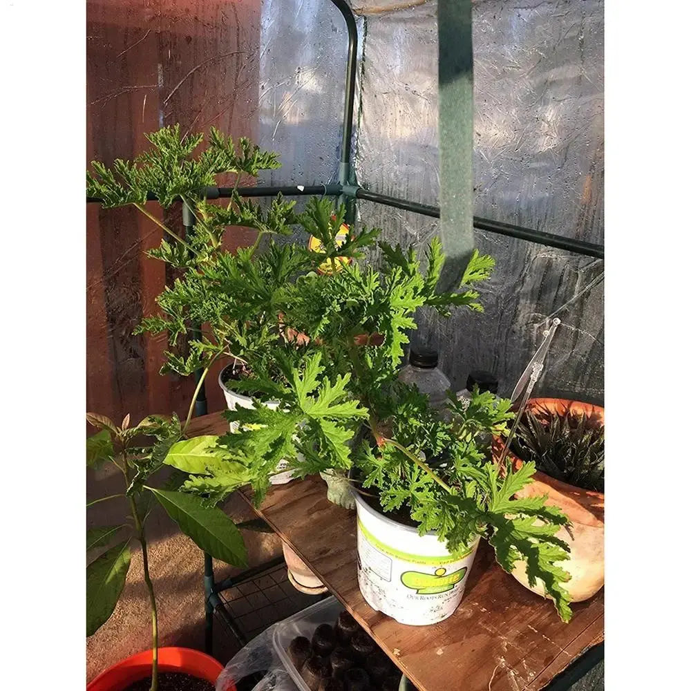 Serre à Plantes PVC Résistante GARDENIX Housse de France