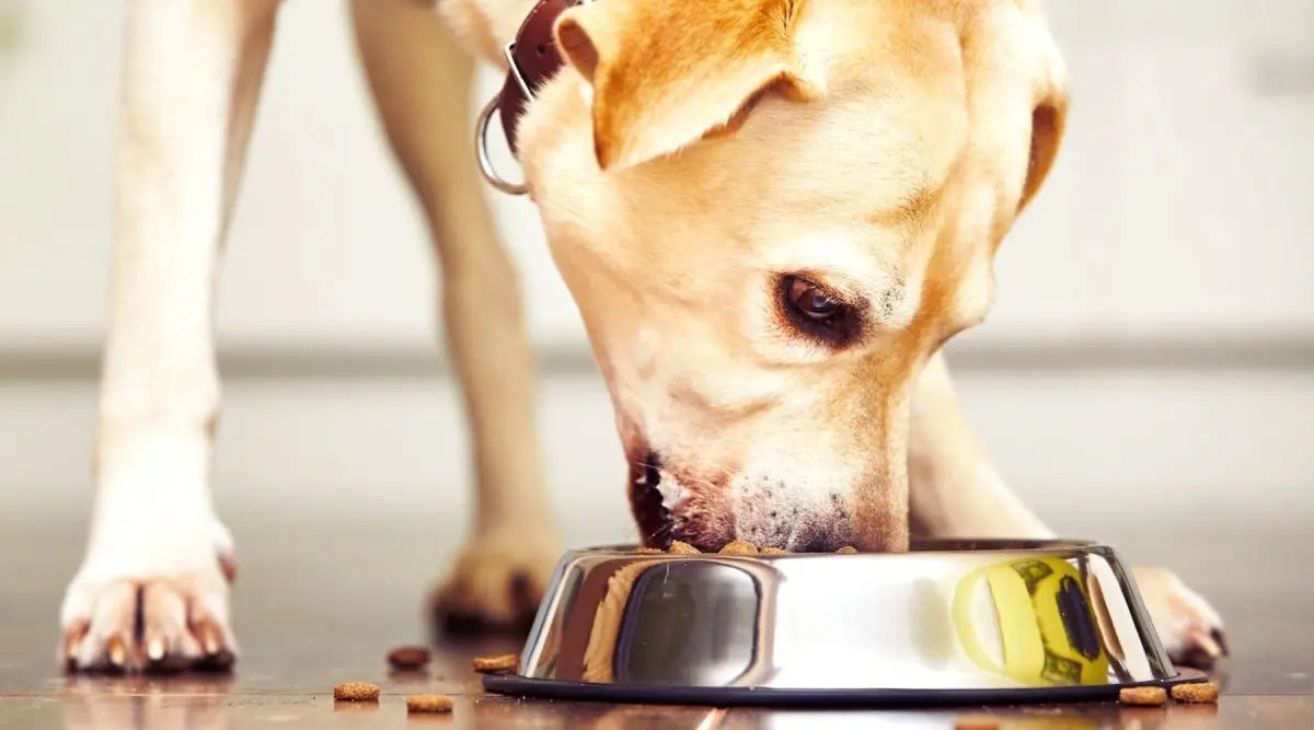 Comment-empêcher-un-chien-de-manger-trop-vite Housse De France