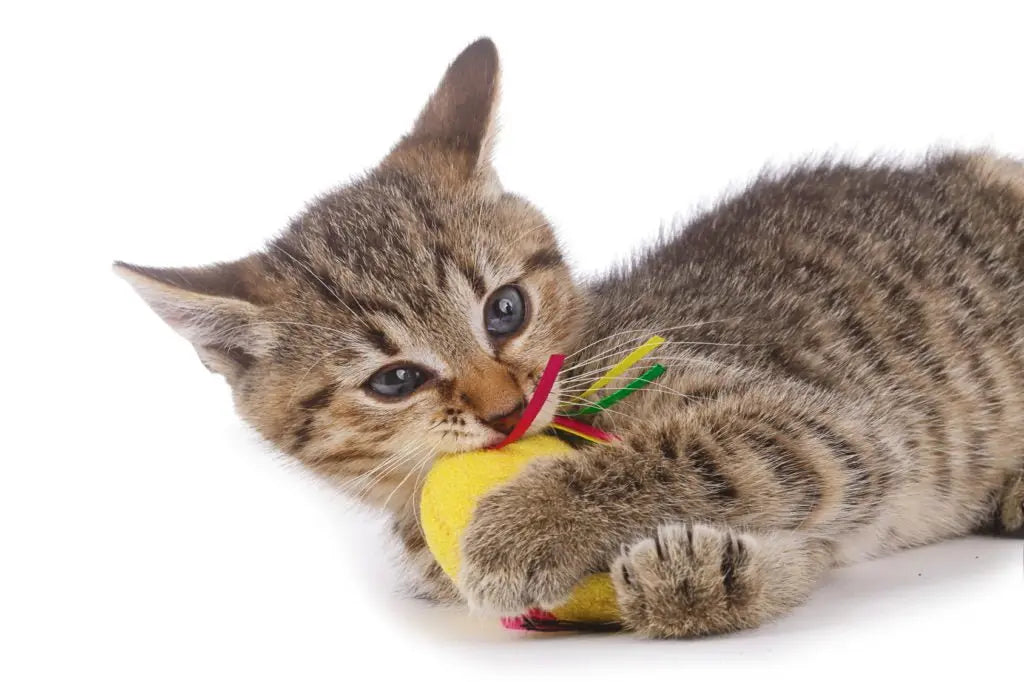 Comment-garder-votre-chat-heureux-et-en-bonne-santé Housse De France