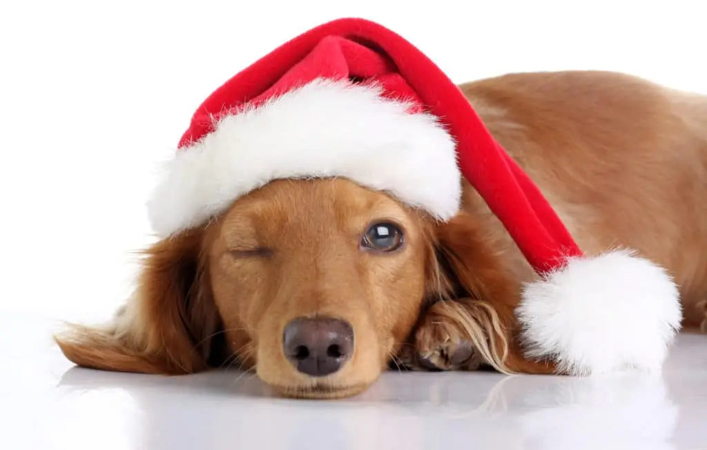 Deguisement-pere-noël-pour-votre-chien Housse De France