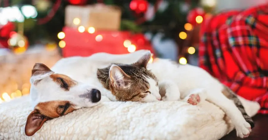 Le-Noël-de-nos-animaux-de-compagnie. Housse De France