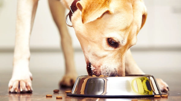 Comment empêcher un chien de manger trop vite? - Housse De France