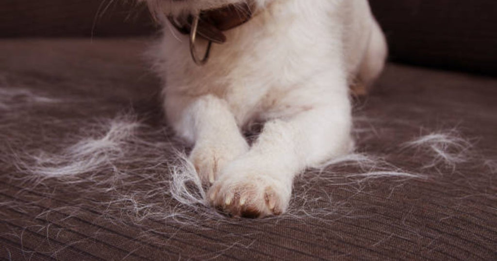 Astuces pour enlever facilement les poils de chiens et de chats sur  canapés, tapis et vêtements ! 