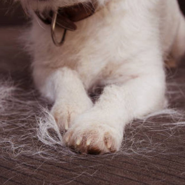 Comment venir à bout des poils de chat sur un tapis, manteau, canapé,  fauteuil ?