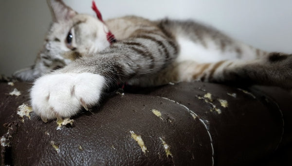 Comment protéger votre canapé d'angle contre les griffures de chats? - Housse De France