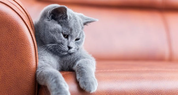 Découvrez 3 façons simples pour protéger votre canapé contre les griffures de chat - Housse De France
