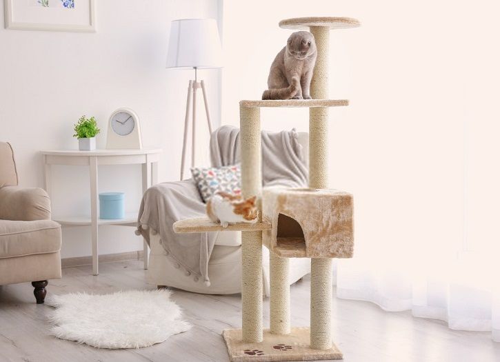 Les arbres félins peuvent vous aider à protéger vos meubles contre les chats - Housse De France