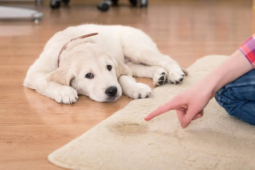 Chien-à-la-maison-Accessoire-pour-animaux Housse De France