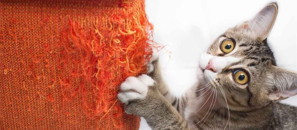 Chat à la maison - Solutions pour protéger vos meubles des griffes de chats  - Housse De France
