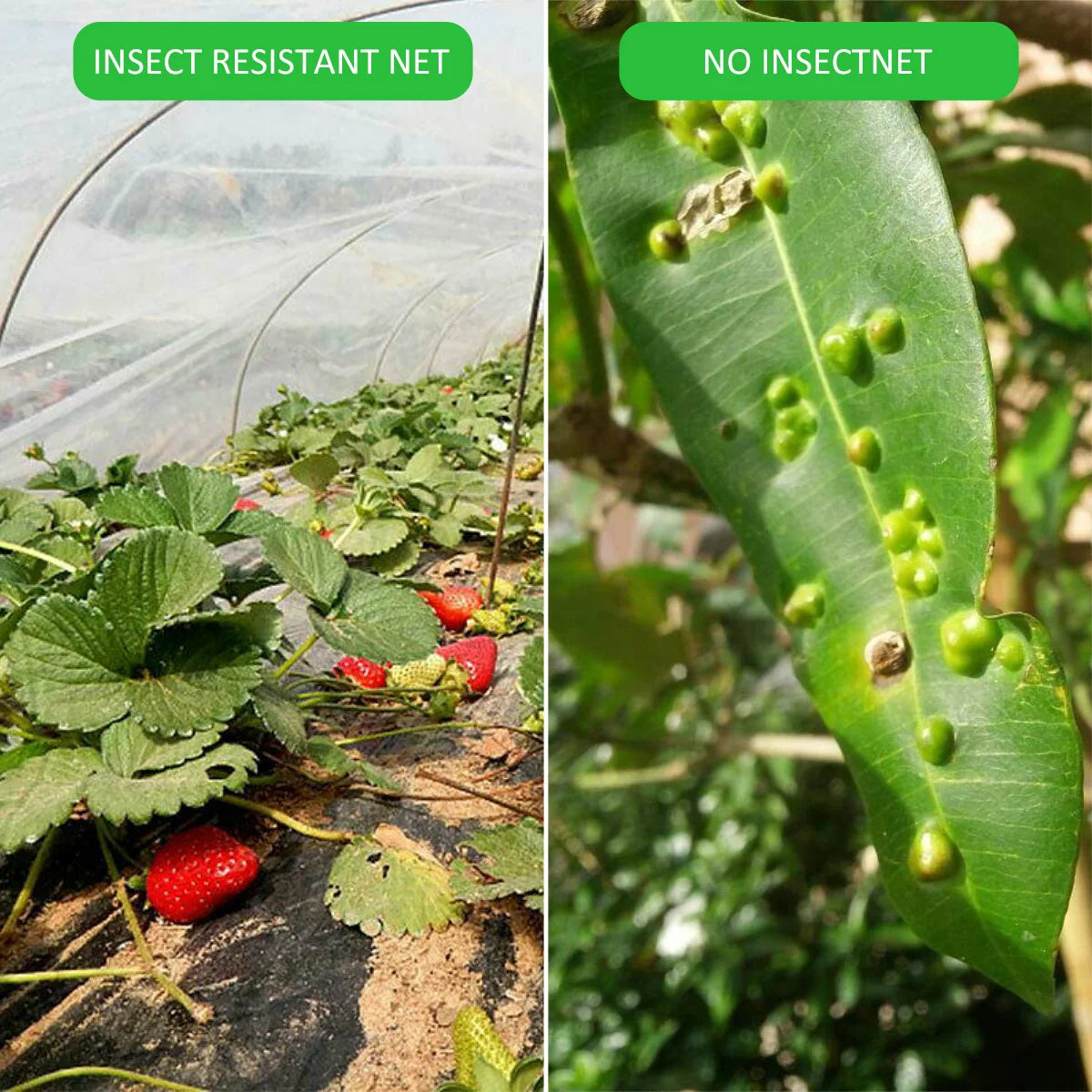 Serre à Plantes Pliable Végétale AERIO