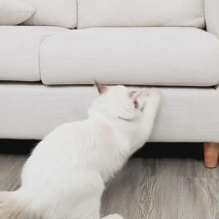 Help ! Mon chat fait ses griffes sur le canapé ! (cuir, tissu)